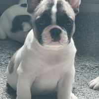 Chiot bouledogue francais lof #0