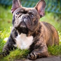 Chiot bouledogue francais lof #3