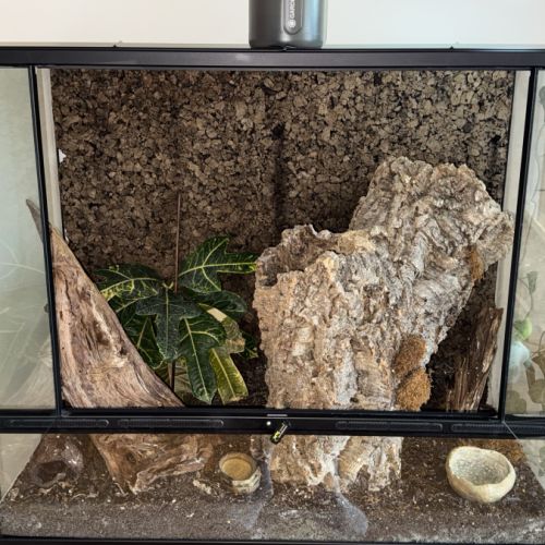 Gecko à crête femelle + terrarium complet #2