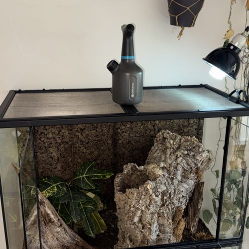 Gecko à crête femelle + terrarium complet #3
