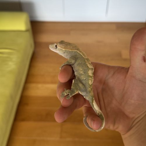 Gecko à crête femelle + terrarium complet #4