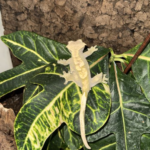Gecko à crête femelle + terrarium complet #8