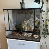Gecko à crête femelle + terrarium complet #1