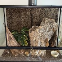 Gecko à crête femelle + terrarium complet #2
