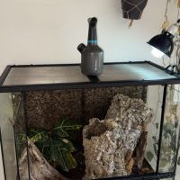 Gecko à crête femelle + terrarium complet #3