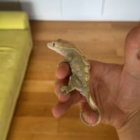 Gecko à crête femelle + terrarium complet #4