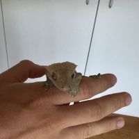 Gecko à crête femelle + terrarium complet #0