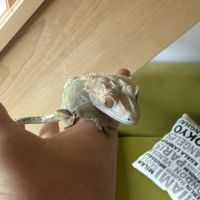 Gecko à crête femelle + terrarium complet #6