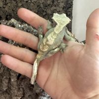 Gecko à crête femelle + terrarium complet #7
