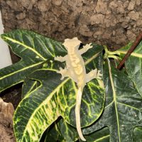 Gecko à crête femelle + terrarium complet #8