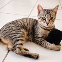 Chatte yumi #0