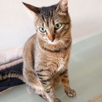 Chatte yumi #2