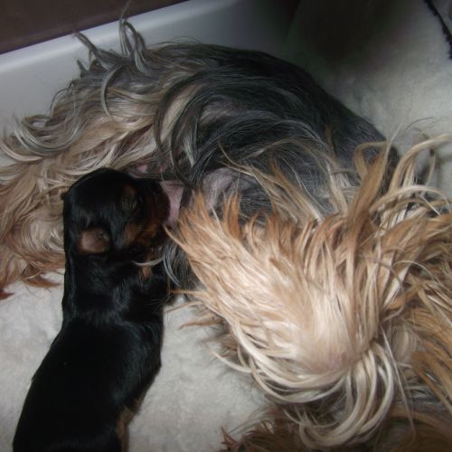 Chiot femelle yorkshire terrier a reserver #0