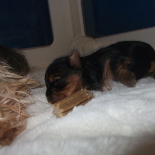 Chiot femelle yorkshire terrier a reserver