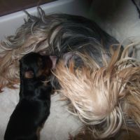 Chiot femelle yorkshire terrier a reserver