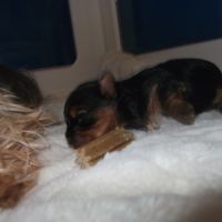 Chiot femelle yorkshire terrier a reserver