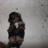 Chiot femelle yorkshire terrier a reserver