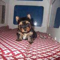 Chiot femelle yorkshire terrier a reserver