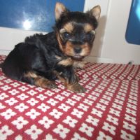 Chiot femelle yorkshire terrier a reserver