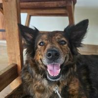 Zelda la caline #3
