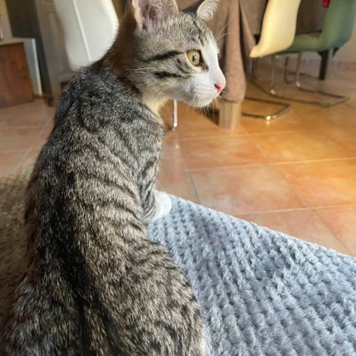 Olympe, une vraie machine à ronrons #1