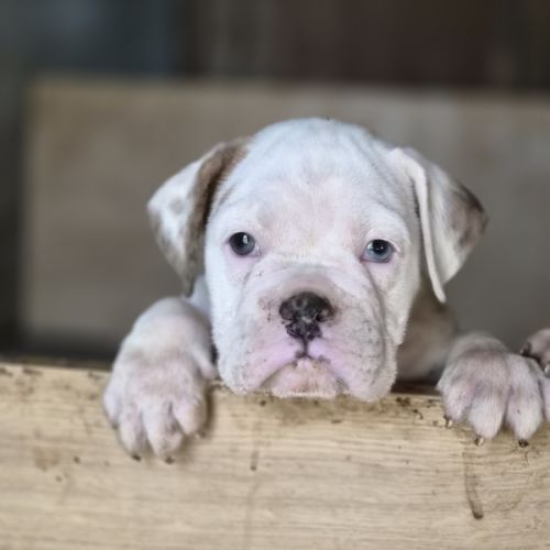 Petit chiot magnifique