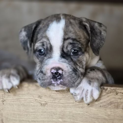 Petit chiot magnifique #2