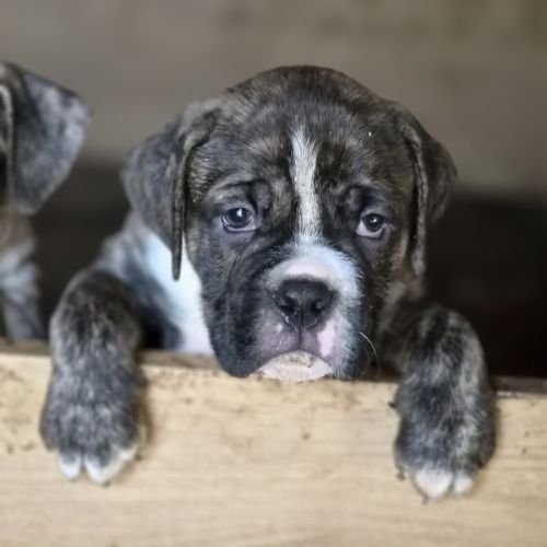 Petit chiot magnifique #5