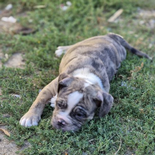Petit chiot magnifique #6