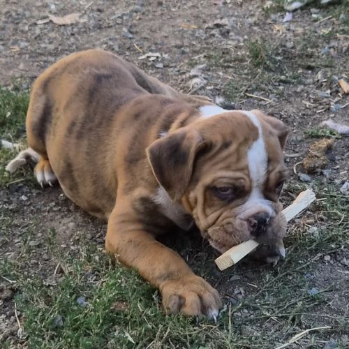 Petit chiot magnifique #8