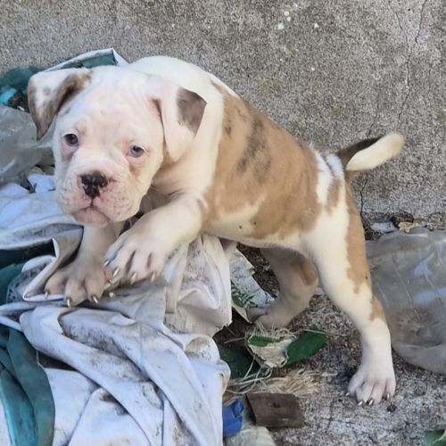 Petit chiot magnifique #9