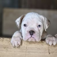 Petit chiot magnifique #0