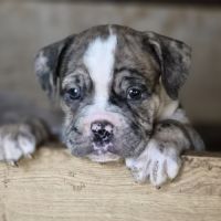 Petit chiot magnifique #2
