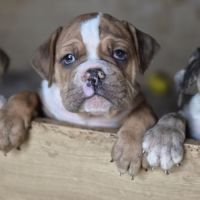 Petit chiot magnifique #3