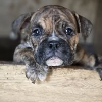 Petit chiot magnifique #4