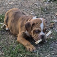 Petit chiot magnifique #8