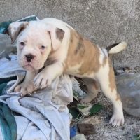 Petit chiot magnifique #9