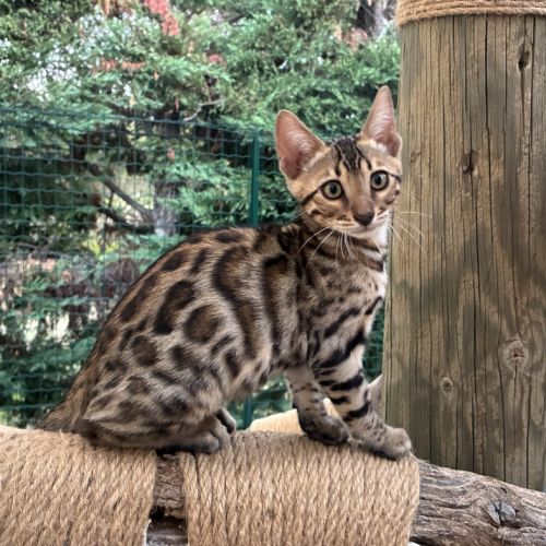 Chaton bengal brown loof