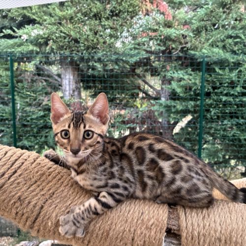 Chaton bengal brown loof #2