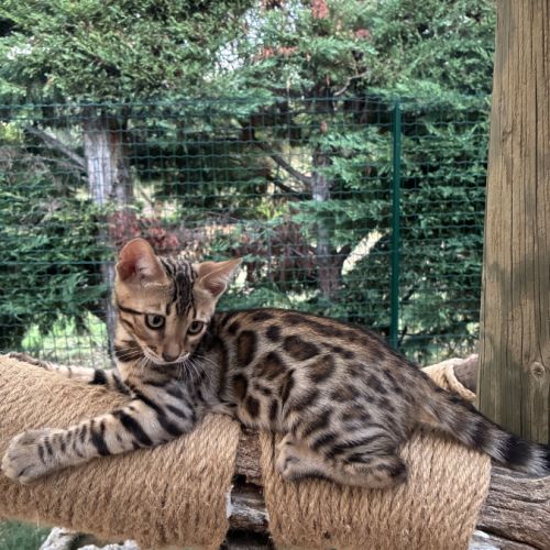 Chaton bengal brown loof #3