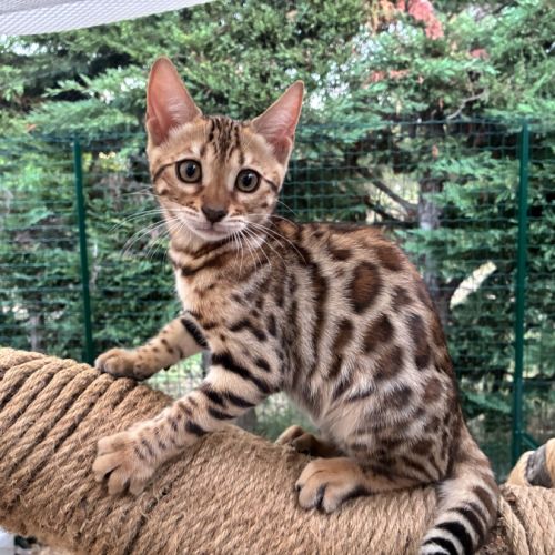 Chaton bengal brown loof #5