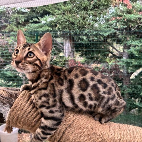 Chaton bengal brown loof #6
