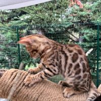Chaton bengal brown loof #4