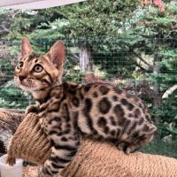 Chaton bengal brown loof #6