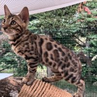 Chaton bengal brown loof #7