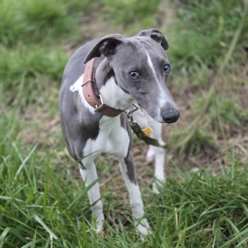 Magnifique whippet #1