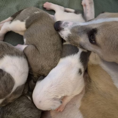 Magnifique whippet #3