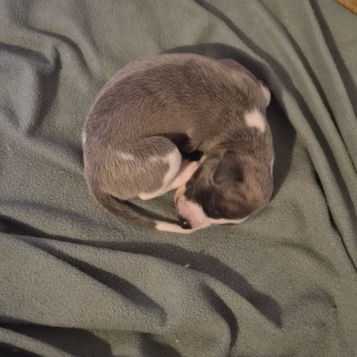 Magnifique whippet #7
