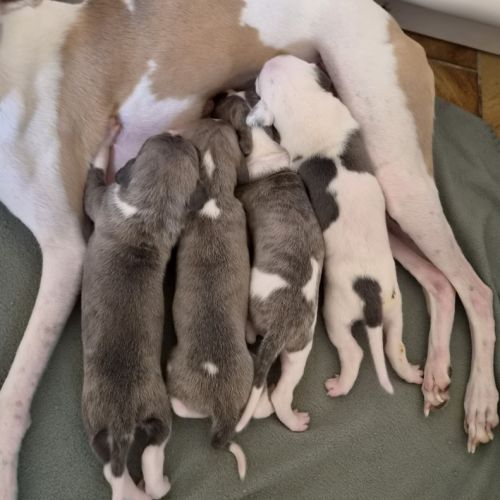 Magnifique whippet #8