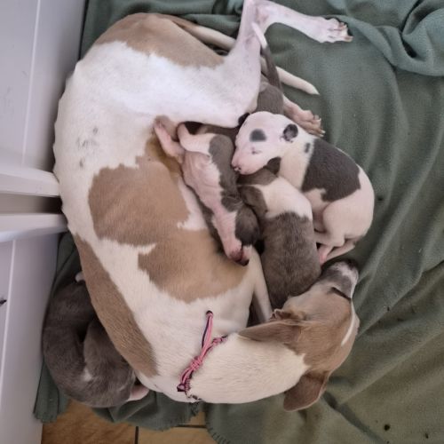 Magnifique whippet #9